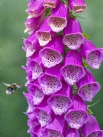 Digitalis - Foxglove with a pollinating bee June Norfolk