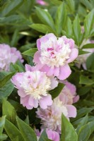 Paeonia lactiflora Sorbet, spring May