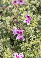 Pelargonium odoratissimum Annsbrook, summer June