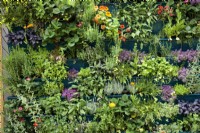 A green wall, vertically planted with herbs like sage, rosemary, thyme, or Salvia officianalis, Salvia rosmarinus and Thymus vulgaris.    Marigolds and strawberries, Tagetes and Fragaria Ã— ananassa , have a place in this vertical garden too.