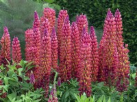Lupinus 'Beefeater' in herbaceous summer border