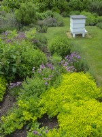 Allium schoenoprasum Chives Origanum vulgare 'Aureum' - Golden Marjoram in herb garden with traditional Bee hive