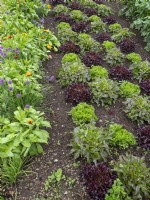 Vegetable garden with lettuce and marigolds early June Norfolk