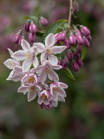 Deutzia 'Raspberry Sundae' June Norfolk UK