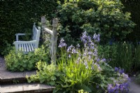 Wooden bench in the Lower Rill Garden at Wollerton Old Hall Garden, with Iris sibirica, and  Alchemilla mollis, Ladies Mantle.