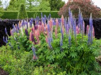 Massed planting of Lupinus polyphyllus, the garden lupin.