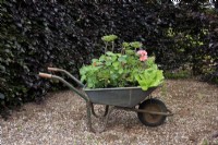 A wheelbarrow being used as a planter with Aeoniums, Nasturtiums, Polygoniums