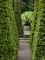 The Well Garden at Wollerton Old Hall Garden with clipped Taxus baccata, Yew pyramids forming an avenue leading to Wisteria floribunda 'Alba' , White Japanese wisteria.