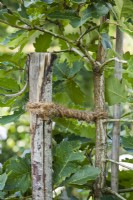 An oak tree at the support tied with a natural rope.