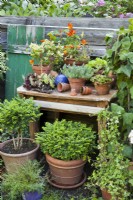 Outdoor potting table. with pots of succulents, annuals and shrubs.