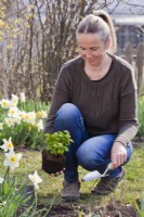 Woman planting Hacquetia epipactis syn. Dondia epipactis in spring.