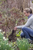 Woman adding compost in spring bed with hellebore and daffodils.