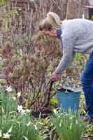 Woman adding compost in spring bed with hellebore and daffodils.