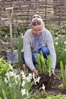 Woman replanting daylilies from flowerbed in spring.