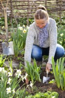 Woman replanting daylilies from flowerbed in spring.