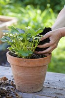 Adding compost to pot grown strawberry to provide nutrients for plant.