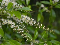 Prunus lusitanica - Portuguese Laurel