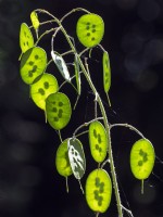 Honesty Lunaria annua newly formed seedheads