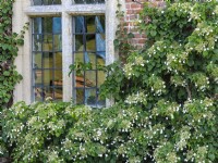 Hydrangea petiolaris climbing wall with window