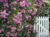 Rosa 'Rural England' rambling rose in full bloom and white gate in cottage garden Norfolk June
