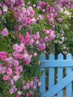 Rosa 'Rural England' rambling rose in full bloom and blue gate in cottage garden Norfolk June