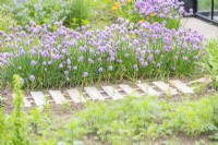 Wooden path laid out next to a row of chives