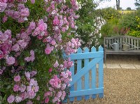 Rosa 'Rural England'  rambling rose in full bloom and blue gate in cottage garden Norfolk June