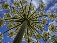  Heracleum mantegazzianum Giant hogweed