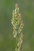 Rumex acetosa flowering in Summer - June