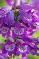 Penstemon 'Sour Grapes' flowering in Summer - June