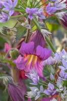 Rehmannia elata 'Walberton's Magic Dragon' flowering with Allium unifolium 'Eros' in Summer - June 