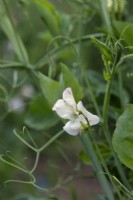 Lathyrus odoratus 'Cream eggs' - Sweet pea