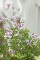 Pelargonium graveolens - Rose-scented pelargonium
