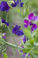 Lathyrus odoratus 'Violet wings' - Sweet Pea