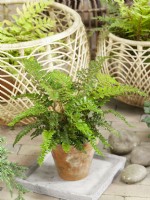 Polystichum polyblepharum in pot, spring May