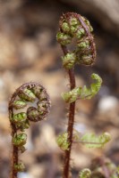 Dryopteris erythrosa Autumn Fern - opening fronds 