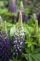 Lupinus 'Camelot blue' lupin