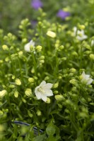 Campanula cochleariifolia 'Swinging bells white'