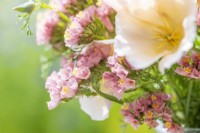 Bouquet containing Eschscholzia californica 'Peach Sorbet' and Limonium 'Apricot Beauty'