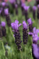 Lavandula stoechas 'Javelin compact blue' lavender
