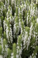 Salvia nemorosa 'Sensation white'