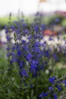 Salvia greggii 'Blue note'