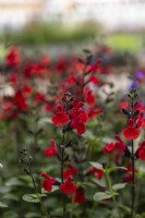 Salvia greggii 'Royal bumble'