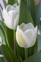 Tulipa Tulip Triumph 'Royal Virgin'