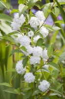 Prunus glandulosa 'Alba Plena' dwarf flowering almond 'Alba Plena'
