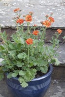  Geum avens 'Scarlet Tempest' growing in a clayware coloured container