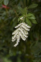 Pieris formosa var. forrestii 'Wakehurst' shrub flowering in may