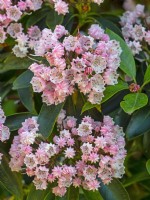 Kalmia latifolia - Mountain Laurel flowering late June