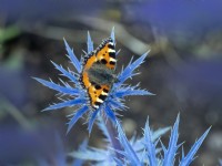 Aglais urticae - Small Tortoiseshell butterfly feeding on Eryngium 'Big Blue'