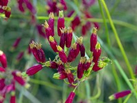 Dichelostemma ida-maia    firecracker flower  June Norfolk